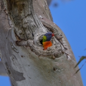 Trichoglossus moluccanus at Majura, ACT - 16 Sep 2021