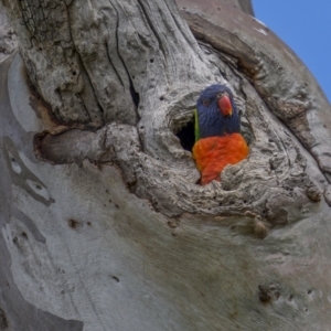 Trichoglossus moluccanus at Majura, ACT - 16 Sep 2021