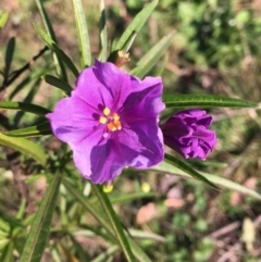 Solanum linearifolium (Kangaroo Apple) at Downer, ACT - 17 Sep 2021 by RWPurdie