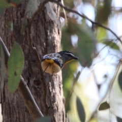 Pardalotus punctatus (Spotted Pardalote) at Calwell, ACT - 17 Sep 2021 by ChrisHolder