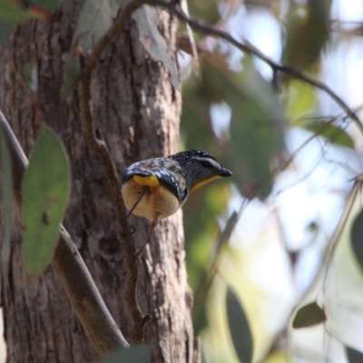 Pardalotus punctatus (Spotted Pardalote) at Calwell, ACT - 17 Sep 2021 by ChrisHolder