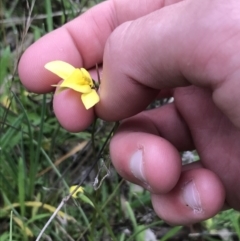 Diuris chryseopsis (Golden Moth) at Hughes, ACT - 12 Sep 2021 by Tapirlord