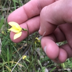 Diuris chryseopsis at Federal Golf Course - 13 Sep 2021