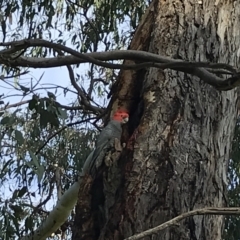 Callocephalon fimbriatum (Gang-gang Cockatoo) at Garran, ACT - 13 Sep 2021 by Tapirlord