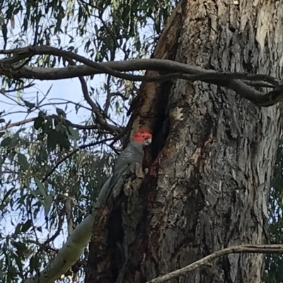 Callocephalon fimbriatum (Gang-gang Cockatoo) at Hughes Garran Woodland - 13 Sep 2021 by Tapirlord