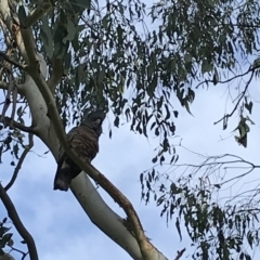 Callocephalon fimbriatum at Garran, ACT - suppressed