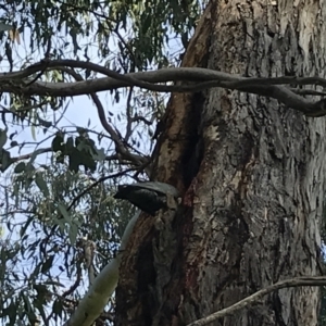 Callocephalon fimbriatum at Garran, ACT - 13 Sep 2021