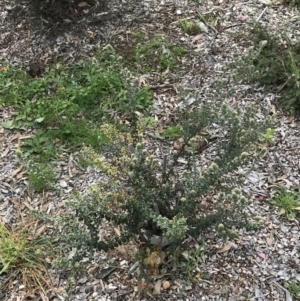 Oxylobium ellipticum at Hughes, ACT - 13 Sep 2021 03:37 PM