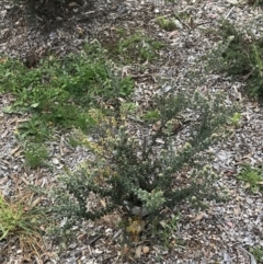 Oxylobium ellipticum at Hughes, ACT - 13 Sep 2021