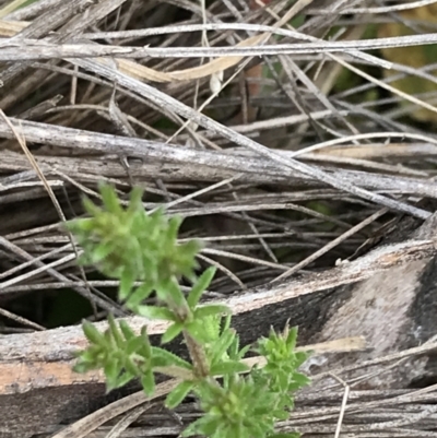 Asperula conferta (Common Woodruff) at Hughes Garran Woodland - 13 Sep 2021 by Tapirlord