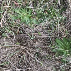 Asperula conferta at Hughes, ACT - 13 Sep 2021 03:27 PM