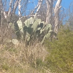 Opuntia ficus-indica (Indian Fig, Spineless Cactus) at QPRC LGA - 17 Sep 2021 by LyndalT