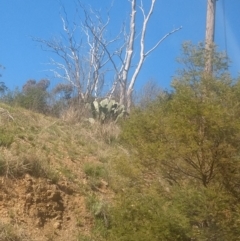 Opuntia ficus-indica at Greenleigh, NSW - 17 Sep 2021 10:05 AM