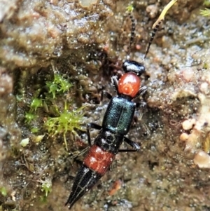 Paederus sp. (genus) at Holt, ACT - 10 Sep 2021 02:59 PM