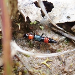 Paederus sp. (genus) at Holt, ACT - 10 Sep 2021 02:59 PM