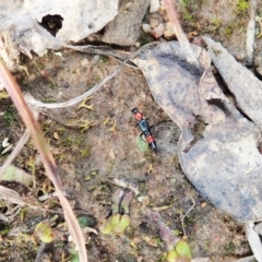 Paederus sp. (genus) at Holt, ACT - 10 Sep 2021 02:59 PM