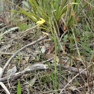 Diuris chryseopsis at Holt, ACT - 14 Sep 2021