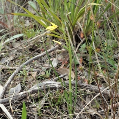 Diuris chryseopsis (Golden Moth) at Holt, ACT - 14 Sep 2021 by CathB