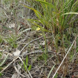 Diuris chryseopsis at Holt, ACT - 14 Sep 2021