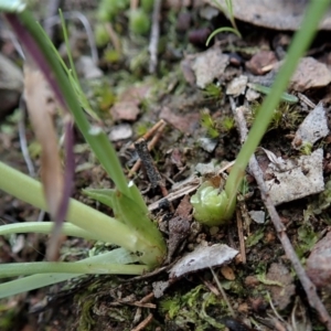 Diuris chryseopsis at Cook, ACT - 16 Sep 2021