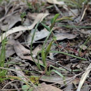 Diuris chryseopsis at Cook, ACT - 16 Sep 2021