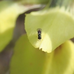 Chalcididae (family) (Unidentified chalcid wasp) at Cook, ACT - 16 Sep 2021 by CathB