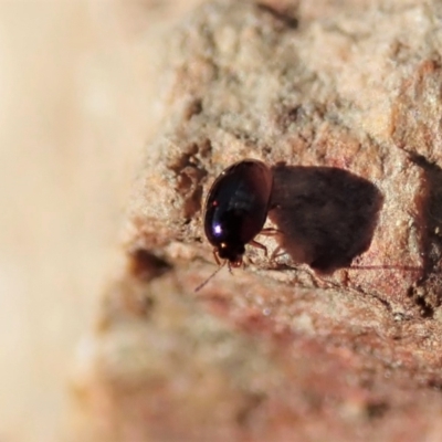 Unidentified Beetle (Coleoptera) at Mount Painter - 16 Sep 2021 by CathB