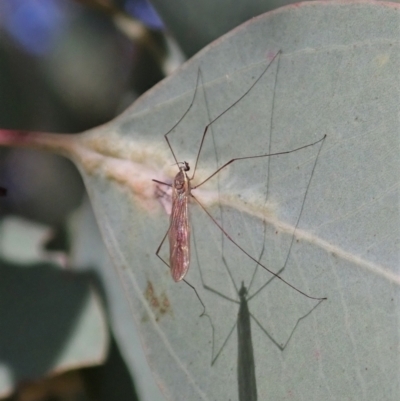 Limoniidae (family) (Unknown Limoniid Crane Fly) at Mount Painter - 16 Sep 2021 by CathB