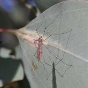 Limoniidae (family) at Cook, ACT - 16 Sep 2021