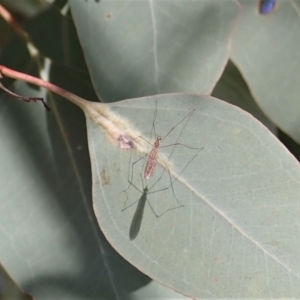 Limoniidae (family) at Cook, ACT - 16 Sep 2021