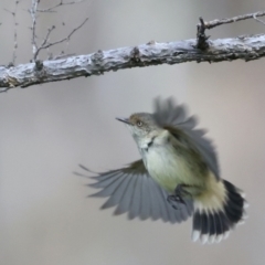 Acanthiza reguloides (Buff-rumped Thornbill) at Majura, ACT - 16 Sep 2021 by jb2602