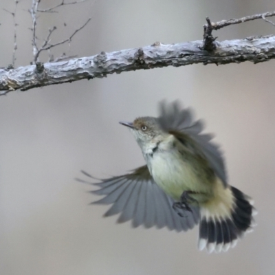 Acanthiza reguloides (Buff-rumped Thornbill) at Majura, ACT - 16 Sep 2021 by jb2602