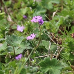 Geranium molle subsp. molle (Cranesbill Geranium) at Wodonga, VIC - 17 Sep 2021 by Kyliegw