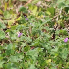 Geranium molle subsp. molle at Wodonga, VIC - 17 Sep 2021