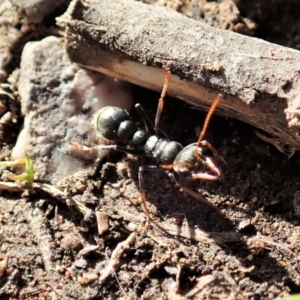 Myrmecia sp., pilosula-group at Cook, ACT - 16 Sep 2021