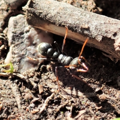 Myrmecia sp., pilosula-group (Jack jumper) at Mount Painter - 16 Sep 2021 by CathB