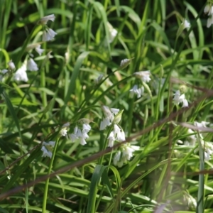 Allium triquetrum at Wodonga, VIC - 17 Sep 2021 11:03 AM