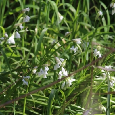 Allium triquetrum (Three-Corner Garlic) at Wodonga - 17 Sep 2021 by Kyliegw