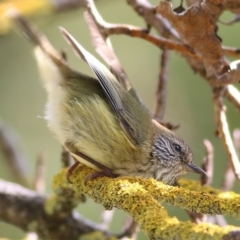 Acanthiza lineata (Striated Thornbill) at Wodonga, VIC - 17 Sep 2021 by Kyliegw