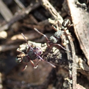 Rhytidoponera sp. (genus) at Aranda, ACT - 14 Sep 2021 03:33 PM