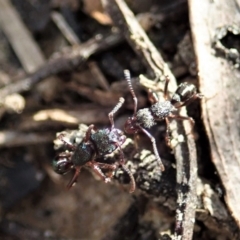 Rhytidoponera sp. (genus) at Aranda, ACT - 14 Sep 2021