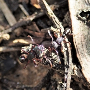 Rhytidoponera sp. (genus) at Aranda, ACT - 14 Sep 2021