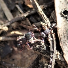 Rhytidoponera sp. (genus) at Aranda, ACT - 14 Sep 2021 03:33 PM