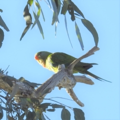 Polytelis swainsonii (Superb Parrot) at Lions Youth Haven - Westwood Farm A.C.T. - 16 Sep 2021 by HelenCross