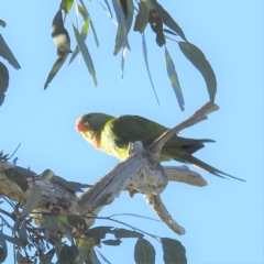 Polytelis swainsonii (Superb Parrot) at Kambah, ACT - 17 Sep 2021 by HelenCross