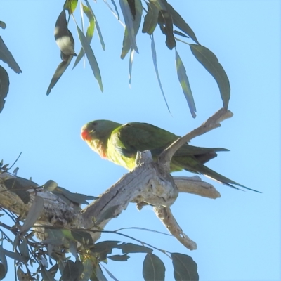 Polytelis swainsonii (Superb Parrot) at Lions Youth Haven - Westwood Farm A.C.T. - 16 Sep 2021 by HelenCross