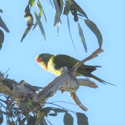 Polytelis swainsonii (Superb Parrot) at Lions Youth Haven - Westwood Farm - 16 Sep 2021 by HelenCross
