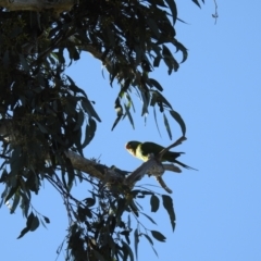 Polytelis swainsonii at Kambah, ACT - suppressed