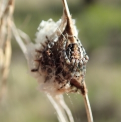 Araneinae (subfamily) (Orb weaver) at Mount Painter - 16 Sep 2021 by CathB