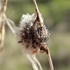 Araneinae (subfamily) at Cook, ACT - 16 Sep 2021